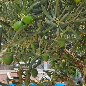 El Olivo Ronda